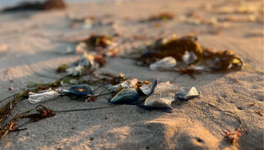 Ribuan pelampung karet biru berbentuk layang-layang angin terdampar di pantai-pantai California akibat pergeseran angin dan arus laut.