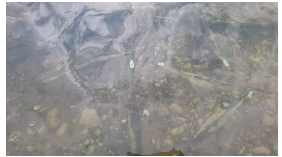 Bosnia and Herzegovina Unearths Europe&rsquo;s Largest Cache of 2,000-Year-Old Bipyramidal Ingots in the Sava River.