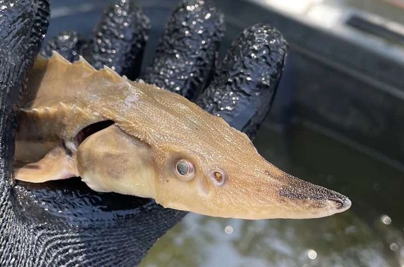 Seekor ikan purba kembali muncul di Sungai Coosa, Georgia.