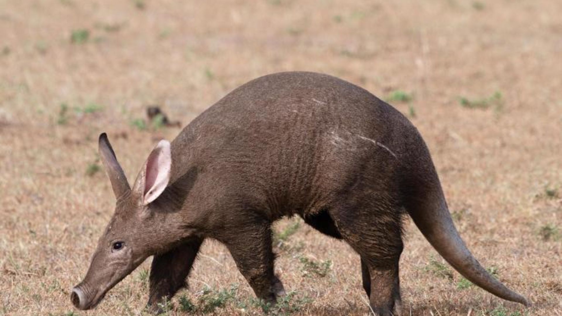 Aardvark (credit: www.awf.org)