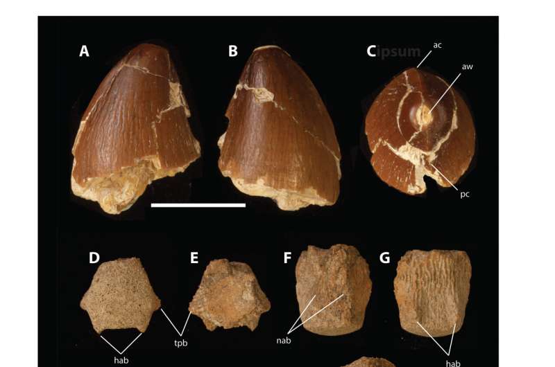 Fosil mosasaurus dan dinosaurus Louisiana. A-C. Gigi parsial mosasaurus Prognathodon. D-J. Vertebra kaudal anterior intermediet mosasaurus. K-M. Gigi dinosaurus Dromaesorid.