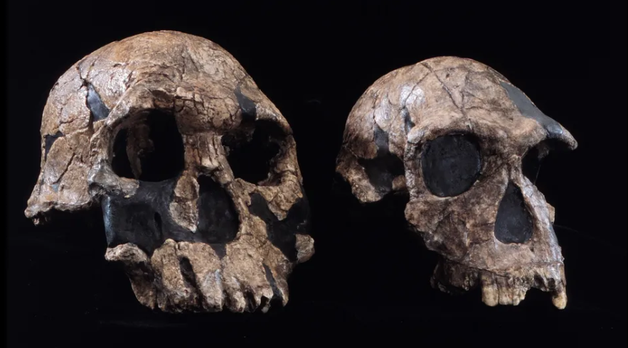 Skulls belonging to Homo rudolfensis (left) and Homo habilis (right) are both early species of the genus Homo. (Image credit: The Natural History Museum via Alamy)