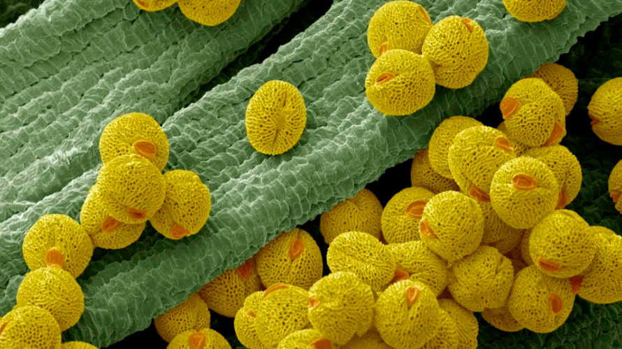 Researchers are studying pollen grains for applications across medicine and engineering. (Image credit: Science Photo Library - STEVE GSCHMEISSNER via Getty Images)