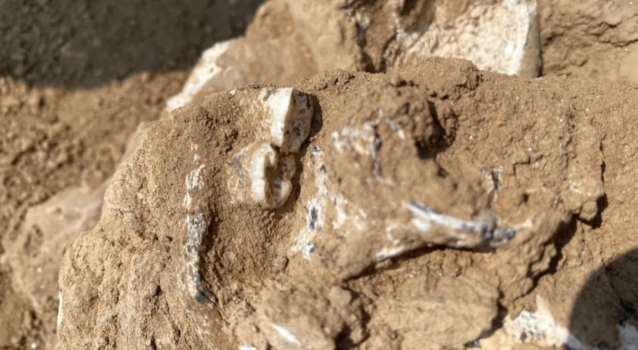 Researchers discovered a fragment of a jawbone and teeth at the archaeological site of Orozmani in the Republic of Georgia. (Image credit: Giorgi Bidzinashvili)