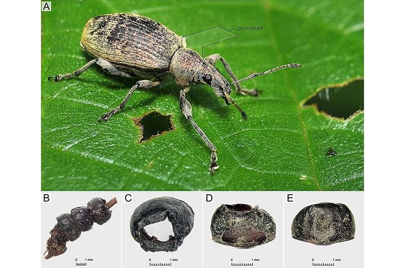 Pronota kumbang Phyllobius sp.