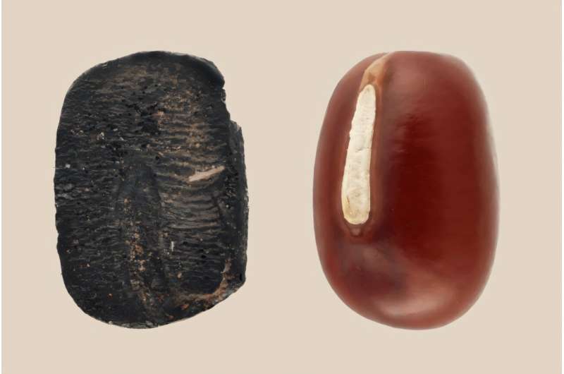 Kacang adzuki modern dan adzuki bakar masih ditemukan dari Xiaogao.