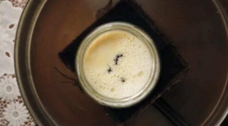 Para peneliti menempatkan empat semut kayu hidup dalam toples susu hangat untuk membuat yogurt. (Image credit: David Zilber)