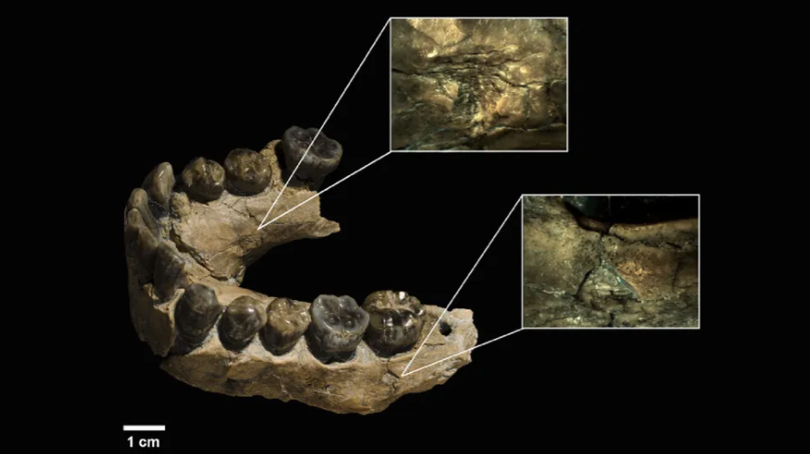 Tulang rahang milik seorang individu Homo Habilis remaja yang memiliki dua tanda gigi karnivora, yang didokumentasikan oleh para peneliti.  (Image credit: Vegara-Riquelme et al., )