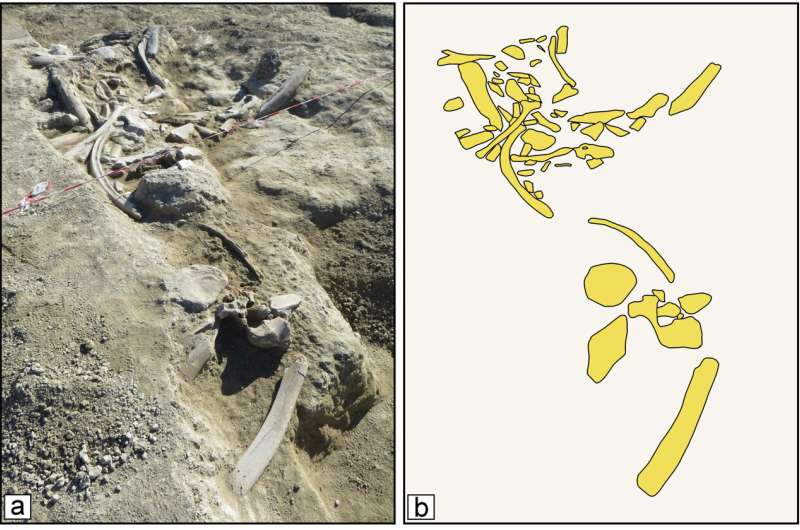 Endapan arkeologi dan paleontologi Casal Lumbroso (a) dan tarikan tulang mamalia besar yang tersingkap di permukaan utama (b).