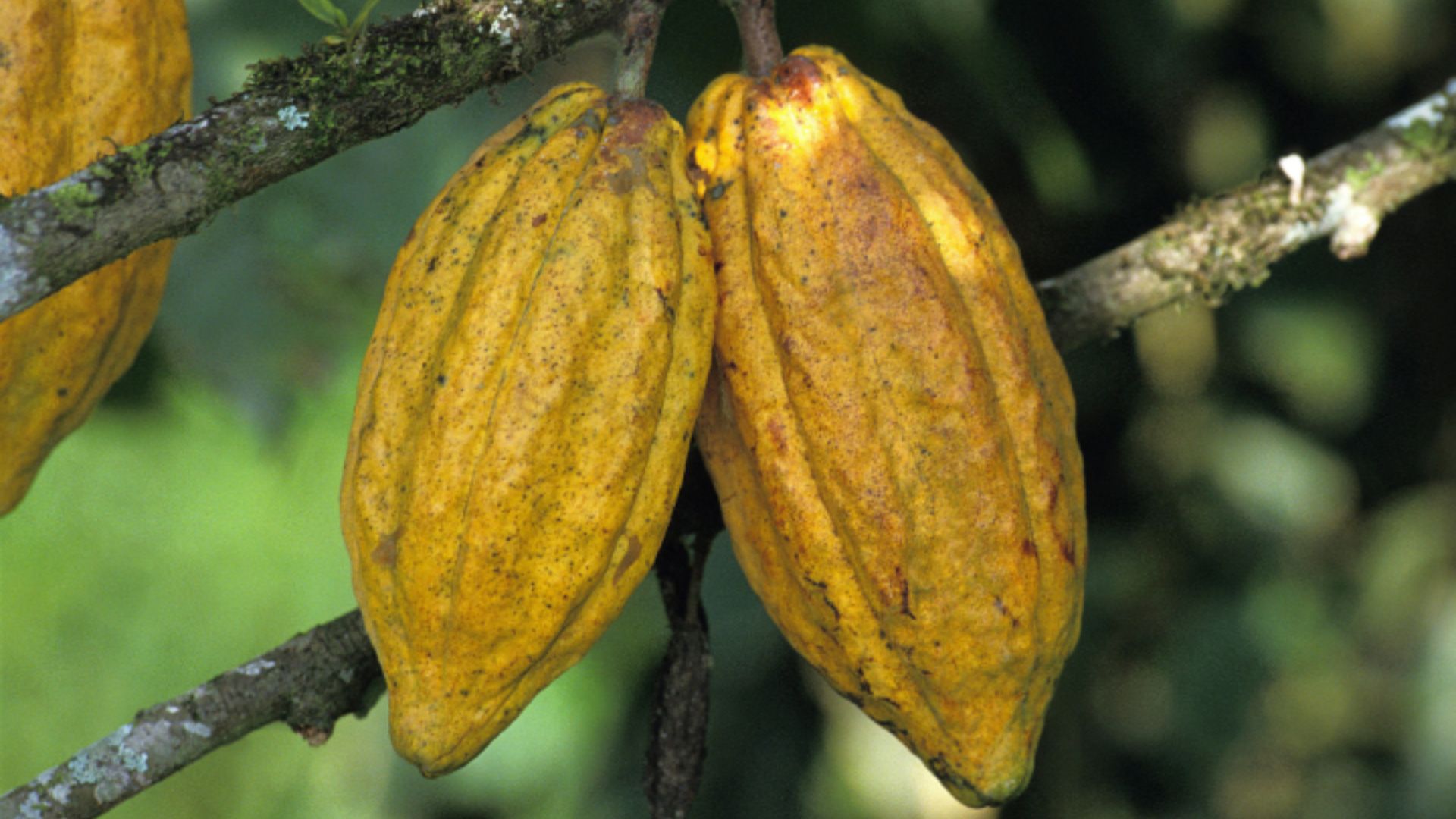 Buah Kakao
