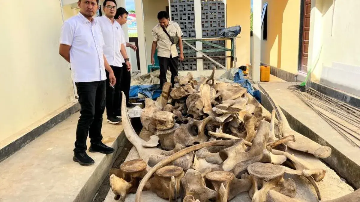Deretan tulang paus yang diamankan oleh Polda Papua Barat Daya pada Rabu (22/4/2026) tampak menjadi bukti kuat pengungkapan kasus perdagangan satwa ilegal. (Antara/HO-Humas Polda Papua Barat Daya)