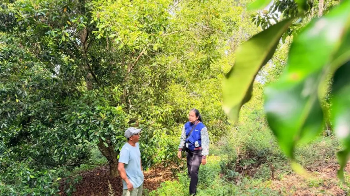 Mispa Lewi Yt, Mantri BRI yang bertugas di BRI Unit Ranteangin, Kabupaten Kolaka Utara, Sulawesi Tenggara. 