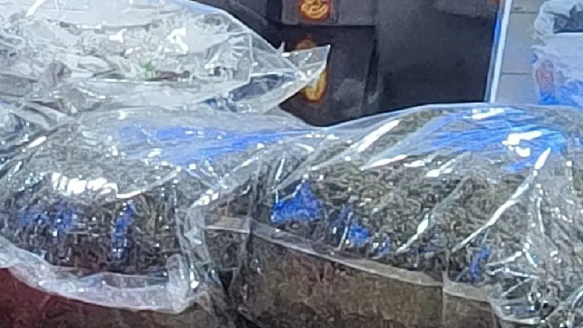Bungkusan besar berisi ganja yang telah disiapkan untuk dipasarkan. (Antara)