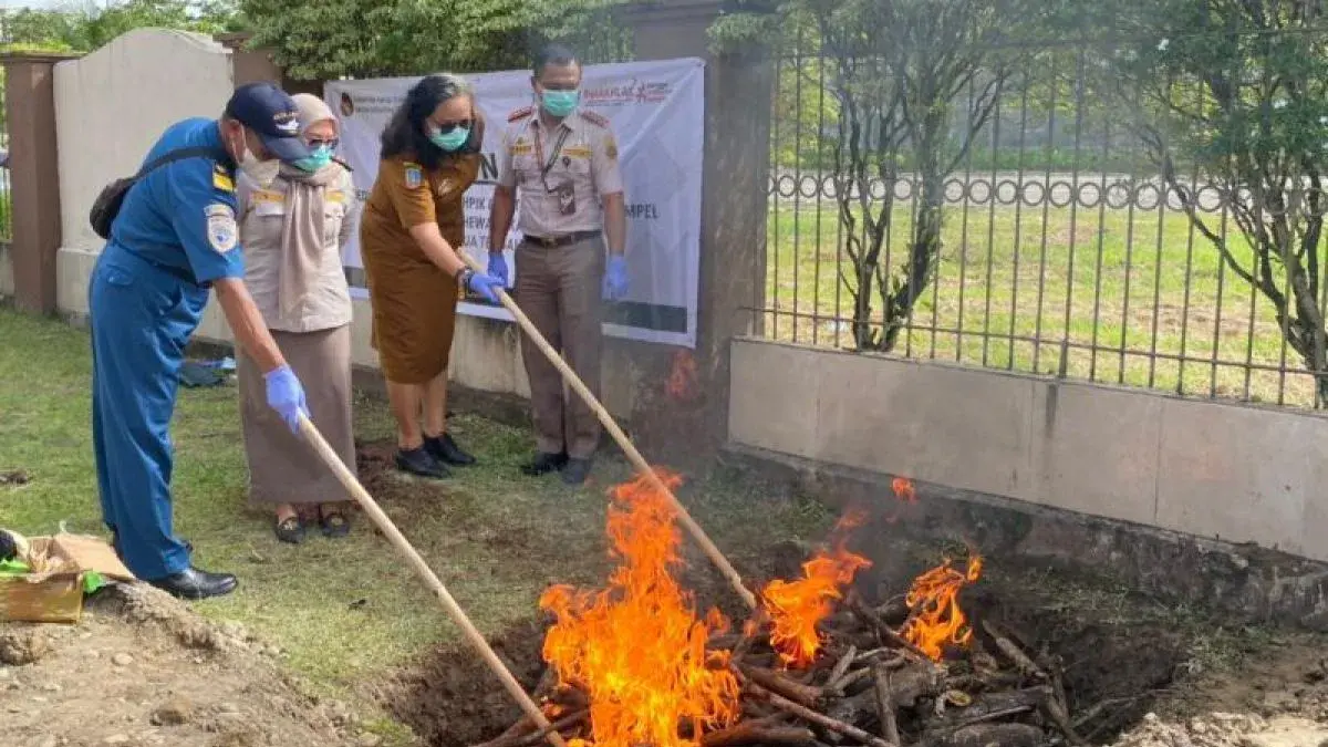 Petugas Karantina Papua Tengah bersama pihak terkait melakukan pemusnahan sapi di Timika dengan metode pembakaran dan penguburan sesuai prosedur. (Antara/HO-Humas Balai Karantina Hewan, Ikan dan Tumbuhan Papua Tengah)