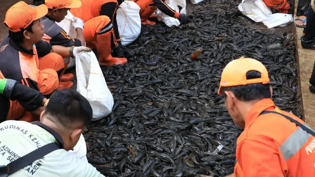 Petugas gabungan kembali menangkap ikan sapu-sapu di Pintu Air Setu Babakan Jagakarsa, Jakarta Selatan, Selasa (21/4). (ANTARA/Luthfia Miranda Putri)