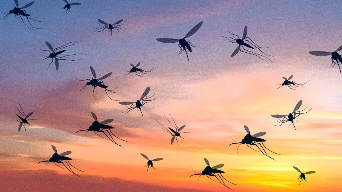 Ilustrasi nyamuk yang menjadi bagian dari eksperimen bioteknologi Alphabet / Foto: Fast Company
