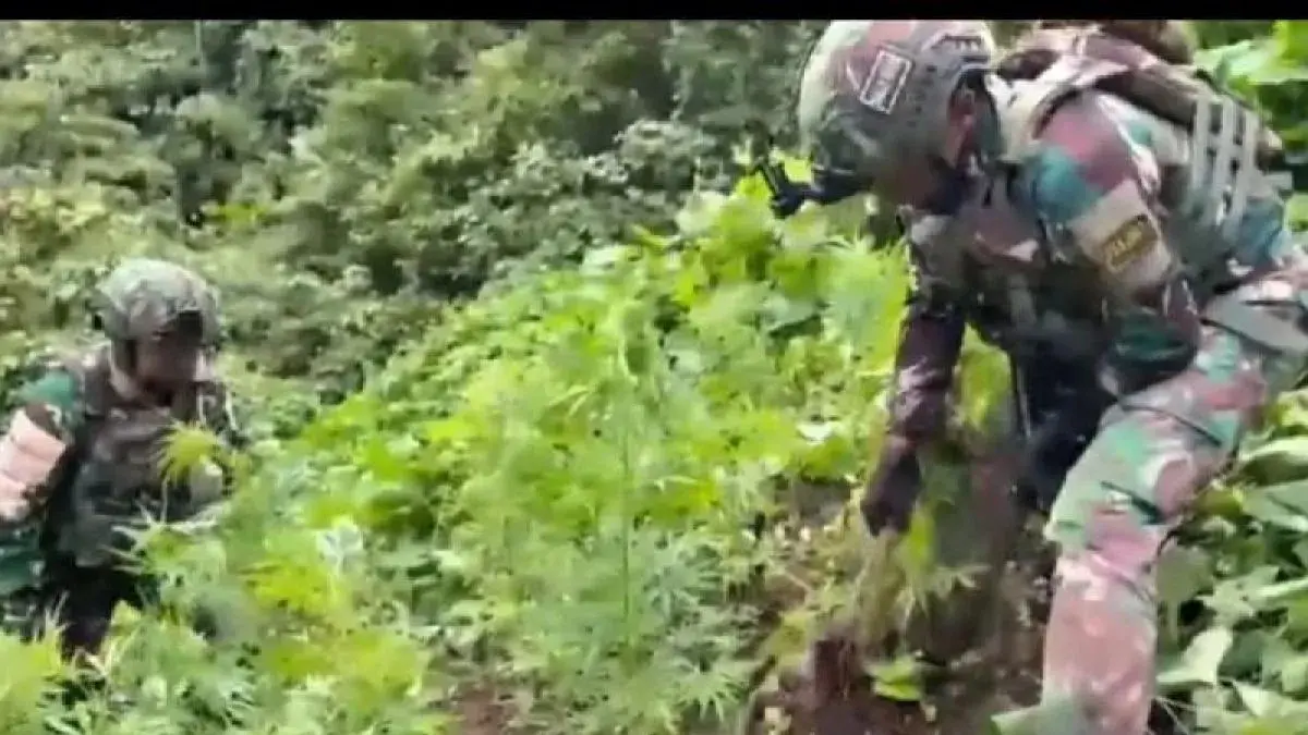 Satgas Yonif 753/ATV saat mencabuti pohon ganja siap panen yang ditemukan Desa Tomka Distrik Oksamol Kabupaten Pegunungan Bintang, Papua Pegunungan. (ANTARA/HO/Dok Kogabwilhan III)