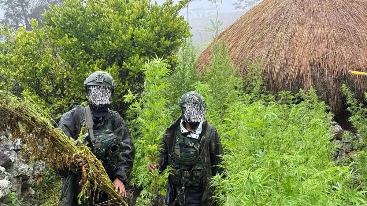 Personel Koops Habema TNI saat menemukan ladang ganja di Papua Pegunungan, Senin (13/7/2026) (ANTARA/Ho-Koops Habema)