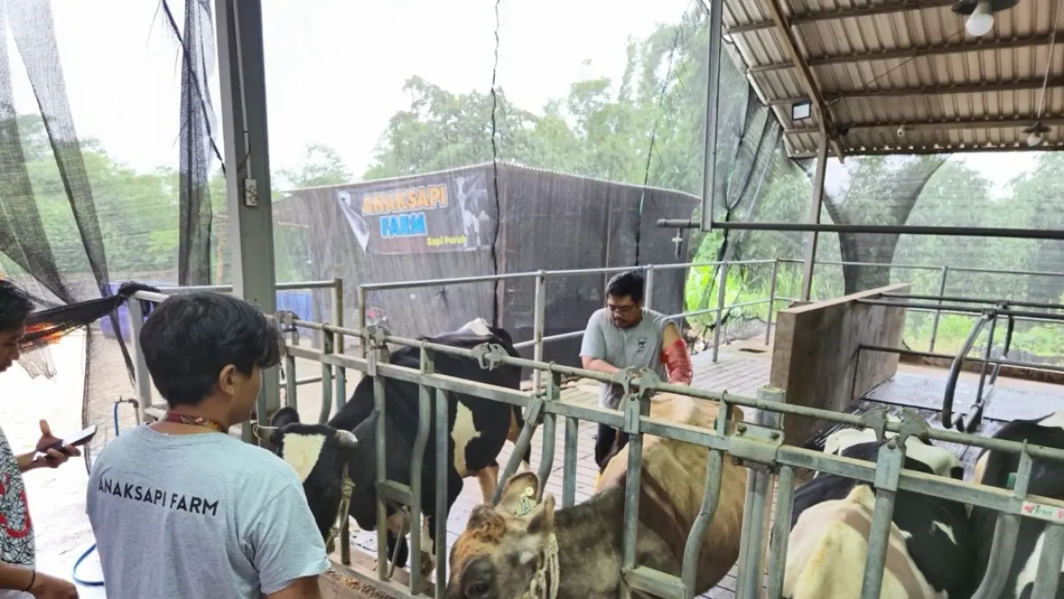 BRI Peduli Perkuat Kelompok Ternak Sapi Perah di Malang, Dorong Produksi Susu Olahan Bernilai Tambah