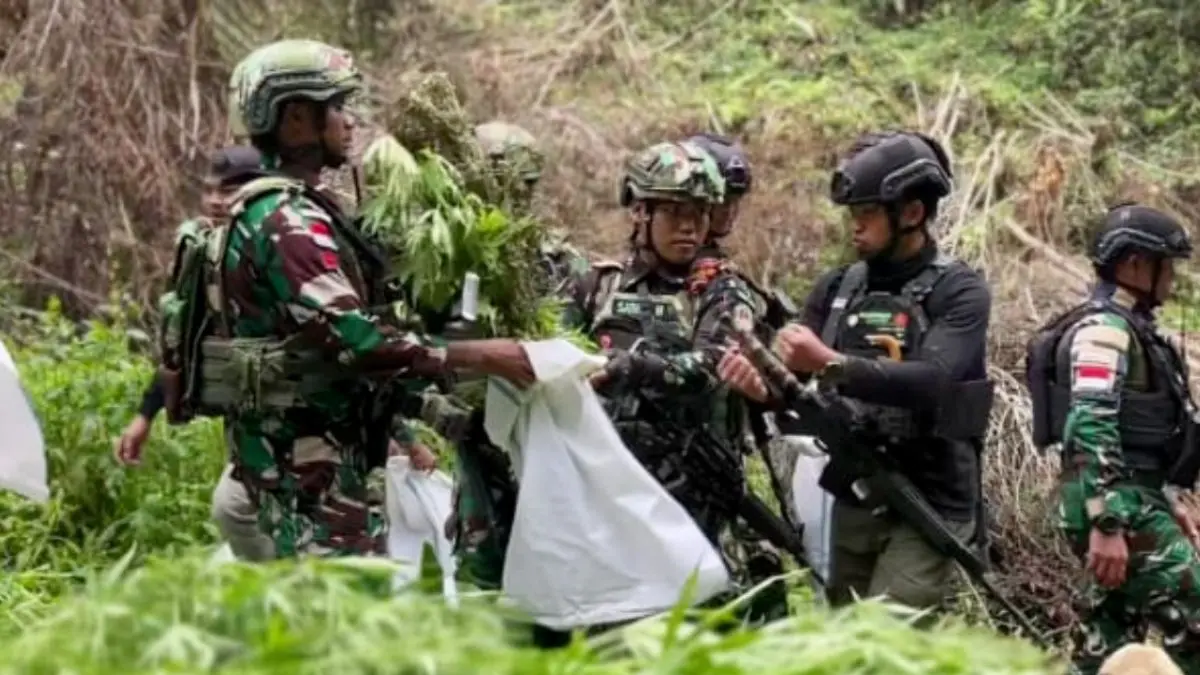 Satgas TNI di bawa kendali Kogabwilhan III sedang mencabut dan mengamankan  1.347 batang pohon ganja  di hutan  sekitar Kampung Siminbuk, Distrik Serambakon, Kabupaten Pegunungan Bintang, Provinsi Papua Pegunungan. (ANTARA/HO- Tangkapan layar video Kogabwilahan III)
