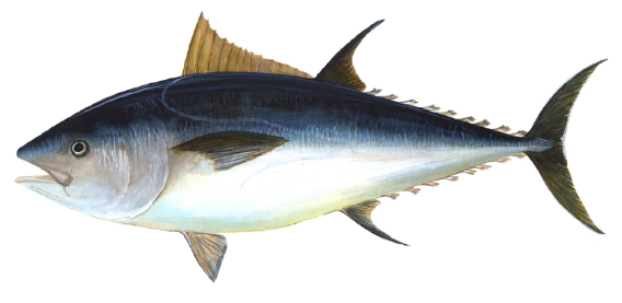 Tuna Sirip Biru (Ilustrasi)