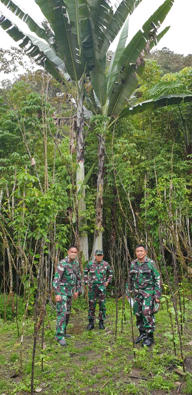 ENDEMIK: Prajurit TNI melakukan pemantauan dan meninjau lokasi keberadaan pisang raksasa di Kampung Kwau, Distrik Mokwam, Kabupaten Manokwari, Selasa (19/1/21).