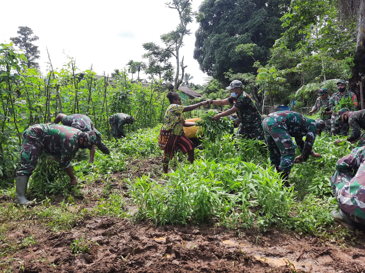 SEMANGAT: Prajurit TNI di Koramil 1801-03/Warmare dan masyarakat memanen sayur di Kebun Percontohan Koramil 1801-03/Warmare, Senin (12/4/21).