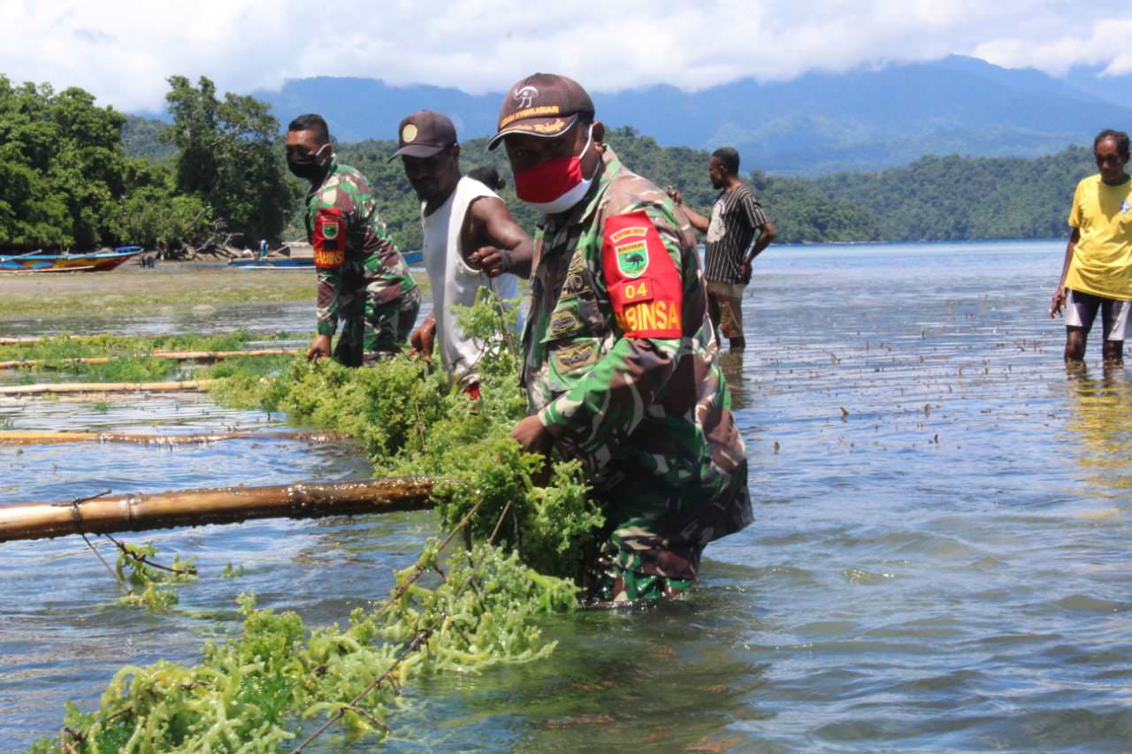 KOMPAK:  Prajurit TNI di Koramil 1801-04/Wasior bersama Dinas Perikanan Kabupaten Teluk Wondama dan warga Kampung Asandami, Distrik Teluk Duairi, melakukan panen perdana rumput laut, Rabu (28/4/21).