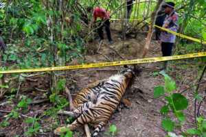 Harimau Sumatera tewas terjerat jebakan di Aceh Timur. (Weinko Andika/ANTARA)