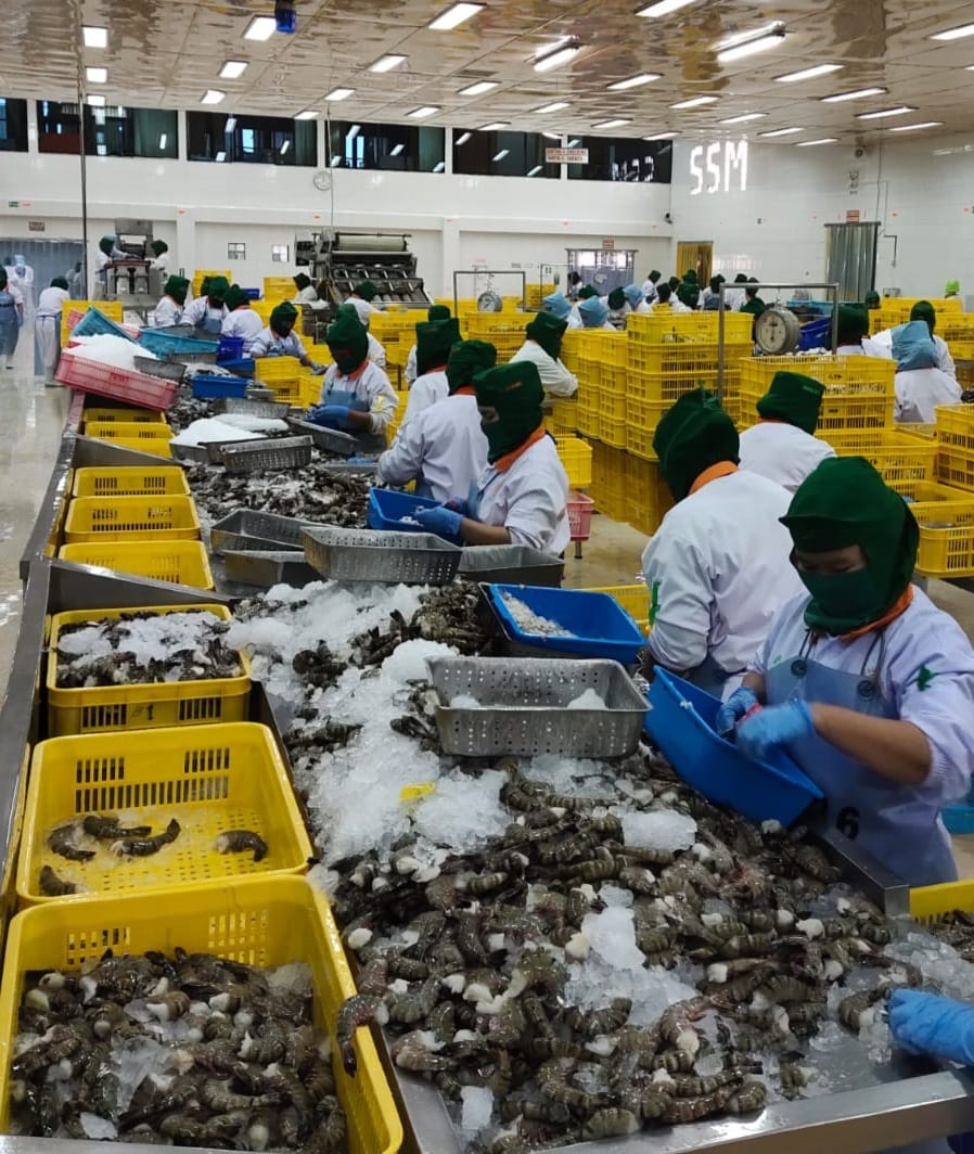 ISTIMEWA RUTIN: Pekerja PT Syam Surya Mandiri membersihkan udang yang akan diekspor ke Jepang hingga Eropa. Setiap bulan mereka mampu mengirim 10-15 kontainer.