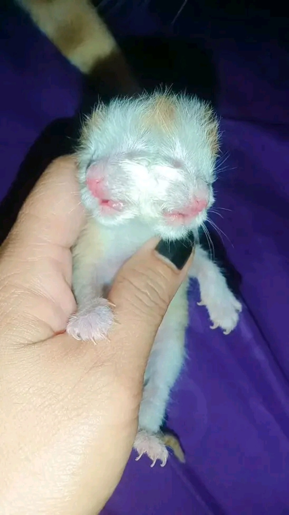 Foto Ist : Sarina saat mendokumentasikan foto anak kucingnya yang lahir dengan dua kepala.