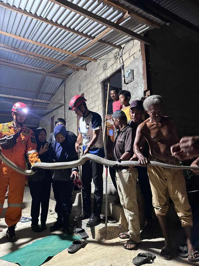 DOK RESCUE DISDAMKAR NUNUKAN EVAKUASI ULAR: Tim Rescue Disdamkar Nunukan berhasil mengevakuasi ular king kobra sepanjang 3 meter di Kelurahan Mansapa, Nunukan Selatan.