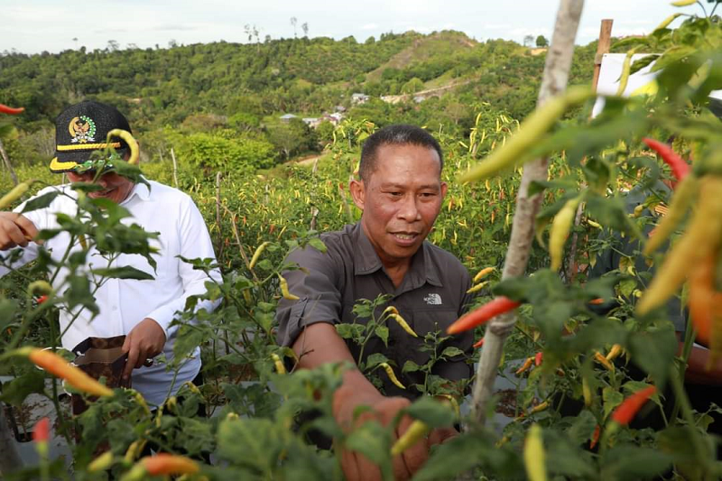PERLUASAN TANAM: Produksi pertanian di Bulungan terus ditingkatkan oleh Pemda Bulungan.