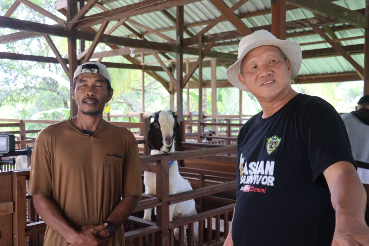 FIJAI PASARUJA/RADAR KALTARA MONITOR: Ashe mengunjungi mitra BMF yang telah mendapatkan bantuan kambing boer.