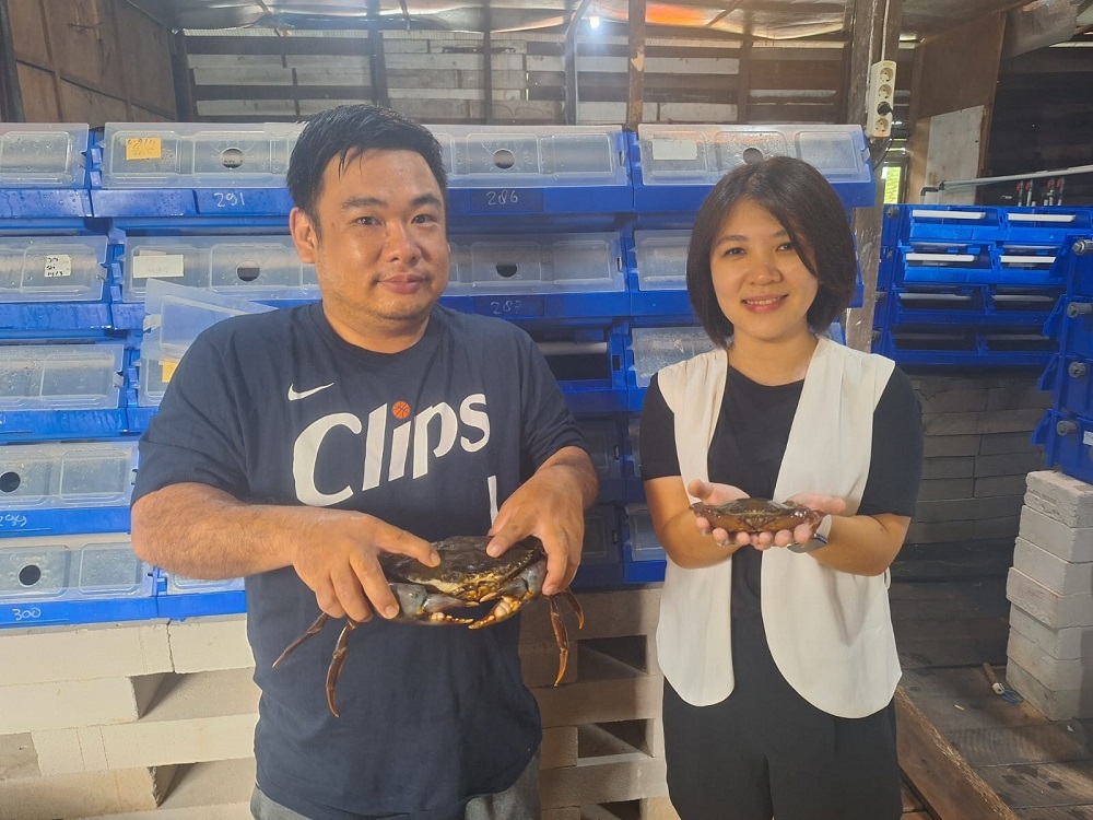 RORO/KP MINAT: Sugiharto dan Syeli budi daya kepiting lewat crab box. Meski usahanya baru dimulai awal tahun ini, permintaan dan minat pasar diakui cukup tinggi terhadap produk mereka.