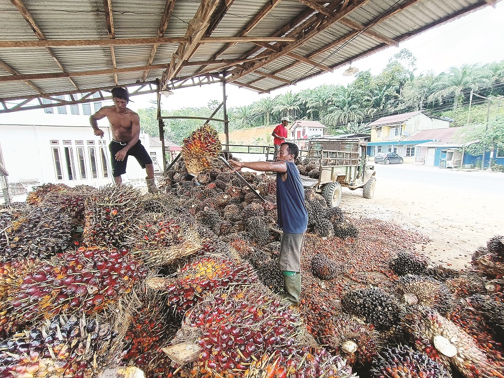PANDU/KP KOMODITAS UNGGULAN: Kelapa sawit sangat dominan terhadap perekonomian dan berperan signifikan dalam pertumbuhan ekonomi nasional, hingga mampu menjaga keseimbangan nilai tukar mata uang