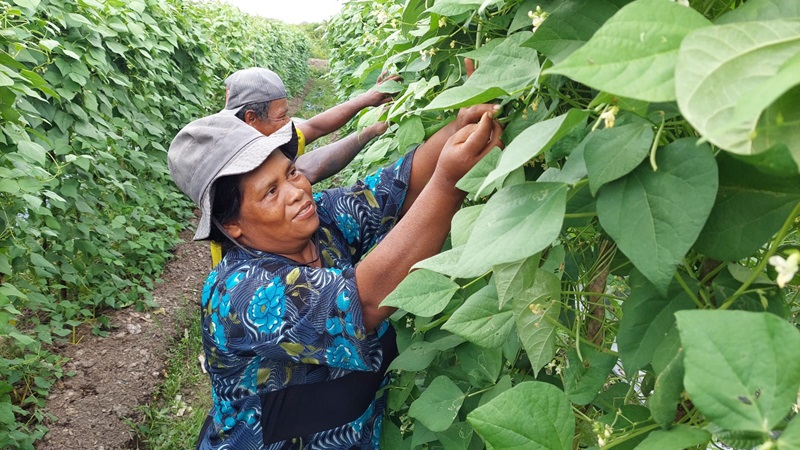 FOTO: PIJAI PASARIJA/RADAR KALTARA PRODUKSI: Tampak petani SP 6 B saat memanen hasil pertanian.