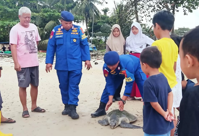 ISTIMEWA  PENYU: Seekor penyu dievakuasi dari jaring nelayan kemudian dilepas ke habitatnya.