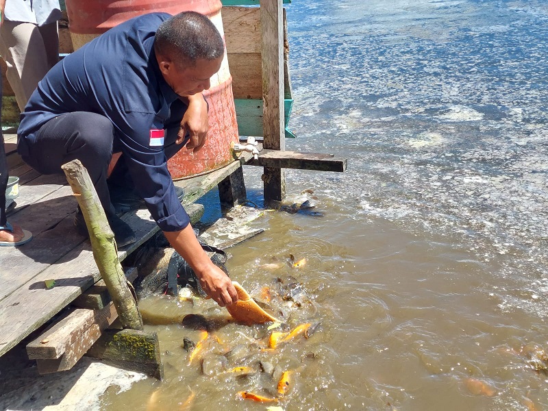 PERIKANAN: Bupati saat memberi makan ikan di budiaya perikanan.