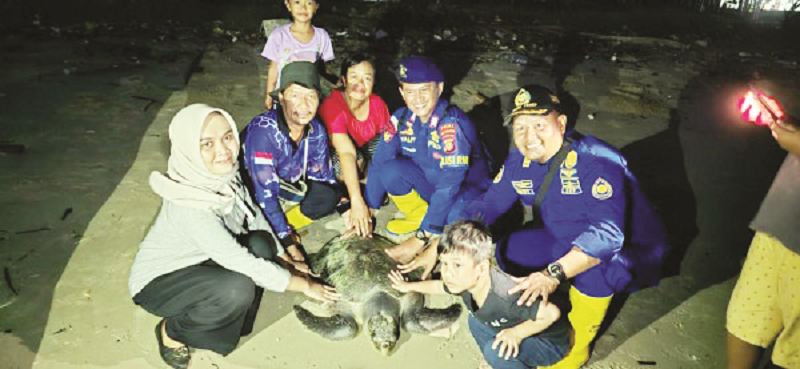 ISTIMEWA PENYU. Penyu jenis lekang berukuran besar tersangkut jaringan nelayan Manggar dievakuasi dan dilepaskan kembali ke habitatnya.