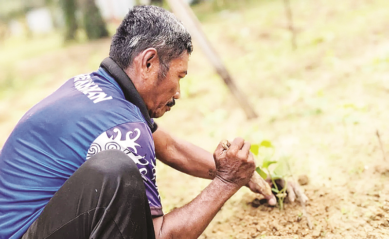 DOK LAPAS NUNUKAN PANEN JAGUNG: Hasil panen jagung oleh warga binaan lapas juga akan dijual ke sejumlah pasar.