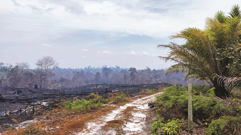ISTIMEWA KAWASAN: Salah satu lahan yang terbakar di Tanjung Palas Timur beberapa hari lalu.