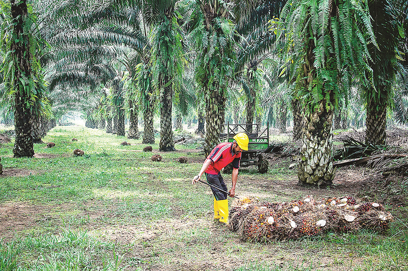 KP SEMOGA BERLANJUT: Harga tandan buah segar kelapa sawit pada periode 1-15 September 2024 menyentuh level Rp 2.817 per kilogram.