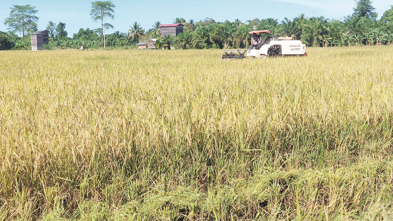 PIJAI PASARIJA/RADAR KALTARA PERTANIAN: Tampak salah satu kawasan pertanian di Bulungan.
