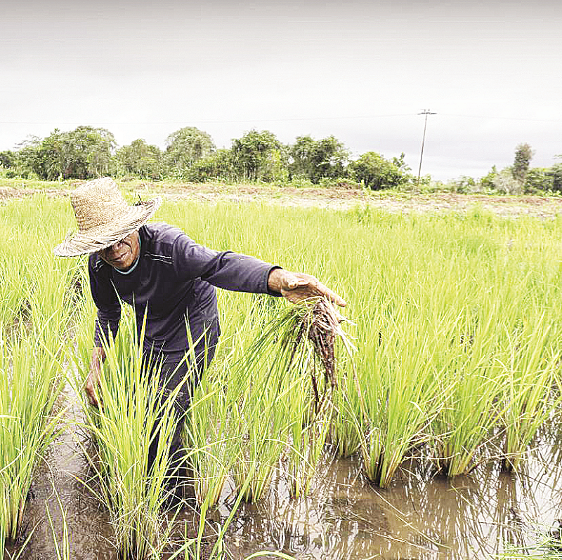 KP KEJAR SWASEMBADA: Pemerintah siap memberikan perlindungan kepada para petani dan aktivitas pertanian, terutama dalam sektor padi agar ketahanan pangan nasional tetap terjaga.