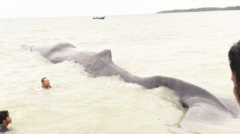 ISTIMEWA TERDAMPAR: Petugas gabungan berusaha mengevakuasi paus yang terdampar di perairan Pantai Teritip agar bisa kembali ke laut lepas.