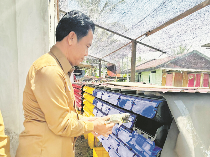ISTIMEWA PENGGEMUKAN: Rozihan Asward memasukkan salah satu kepiting bakau dalam boks apartemen yang telah ditempatkan di perkarangan rumah salah satu anggota pokdakan, Senin (4/11).