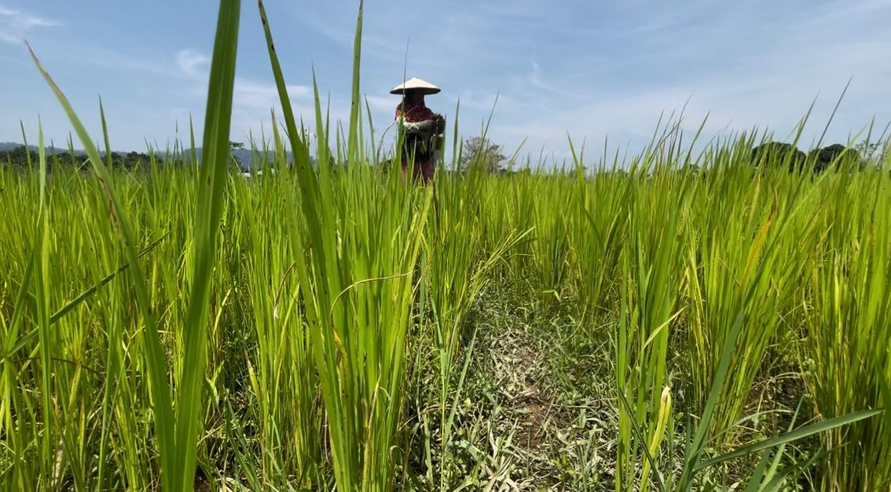 IWAN K/RADAR TARAKAN PEMBANGUNAN: Sektor pertanian merupakan salah satu fokus pembangunan Kaltara ke depan.