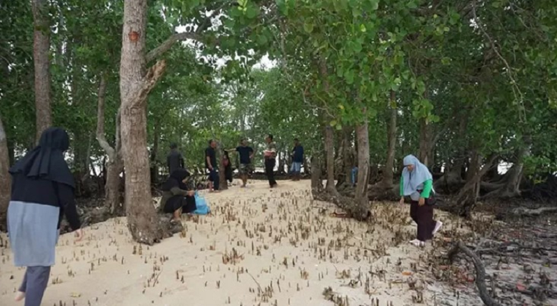 IZZA/BP ILUSTRASI: BRGM RI akan melakukan rehabilitasi mangrove dan perencanaan perlindungan dan pengelolaan ekosistem mangrove di Kabupaten Berau. Targetnya akhir tahun ini bisa terlaksana.