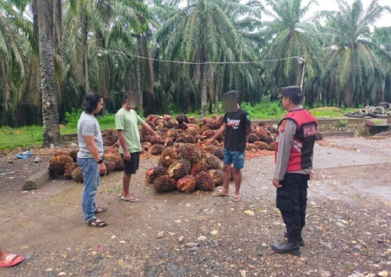 ISTIMEWA GELAPKAN TBS: Dua pria ditangkap polisi karena menggelapkan buah sawit milik perusahaan.